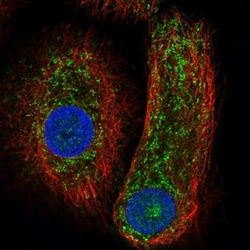 Caspase-14 Antibody, Novus Biologicals:Antibodies:Primary Antibodies
